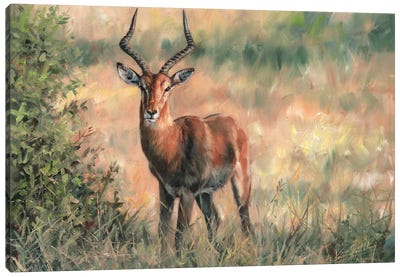 Impala Canvas Art Print - David Stribbling