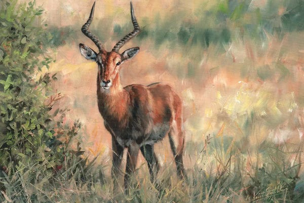 Antelopes: Impala by David Stribbling