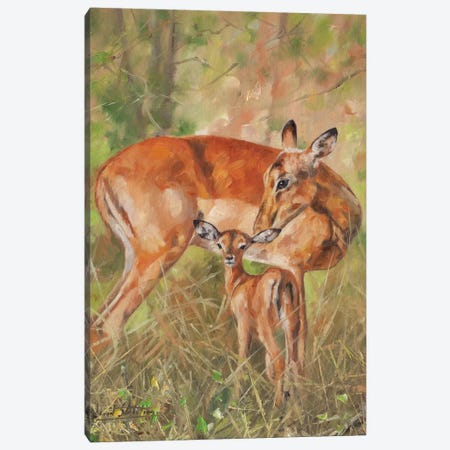 Impala And Young Canvas Print #STG45} by David Stribbling Canvas Print