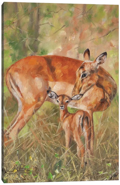 Impala And Young Canvas Art Print - David Stribbling