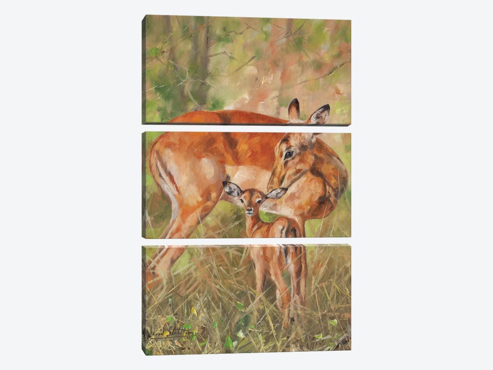 Impala And Young by David Stribbling 3-piece Canvas Artwork
