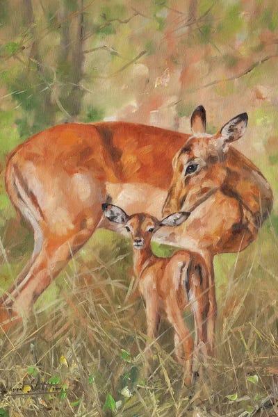 David Stribbling: Impala And Young by David Stribbling