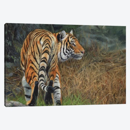 Indo Chinese Tiger Canvas Print #STG46} by David Stribbling Art Print