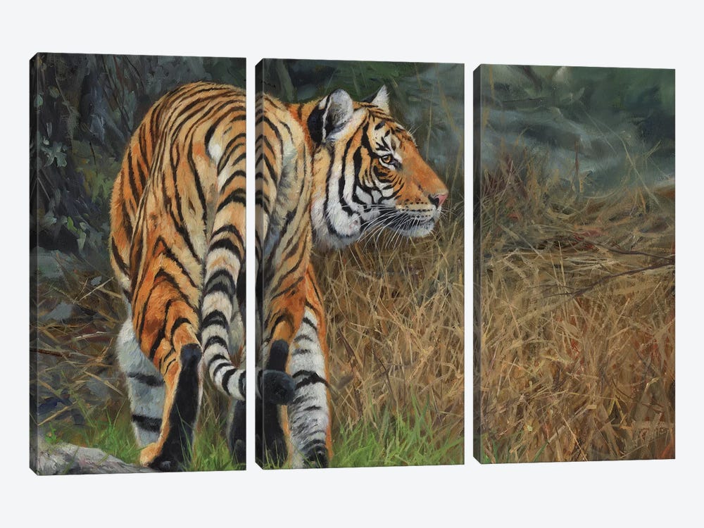 Indo Chinese Tiger by David Stribbling 3-piece Canvas Print