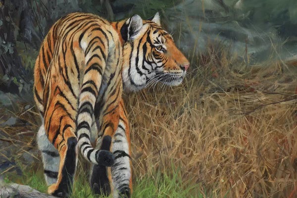 David Stribbling: Indo Chinese Tiger by David Stribbling