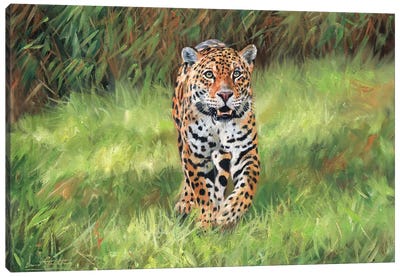 Jaguar Big Cat I Canvas Art Print - Celery