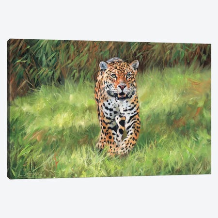 Jaguar Big Cat I Canvas Print #STG47} by David Stribbling Canvas Art Print