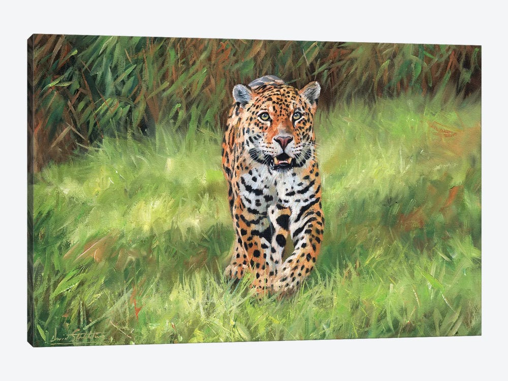 Jaguar Big Cat I by David Stribbling 1-piece Canvas Artwork