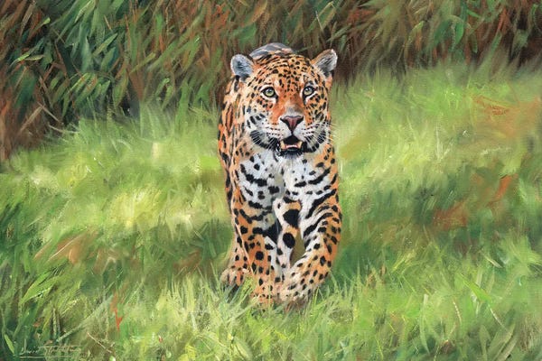Jaguars: Jaguar Big Cat I by David Stribbling