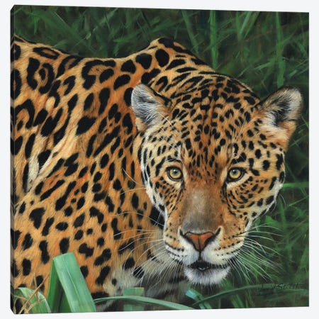 Jaguar Big Cat II Canvas Print #STG48} by David Stribbling Canvas Art