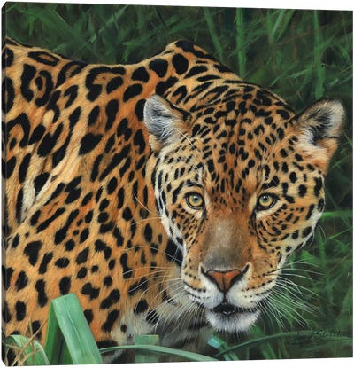 Jaguar Big Cat II Canvas Art Print - Jaguar Art