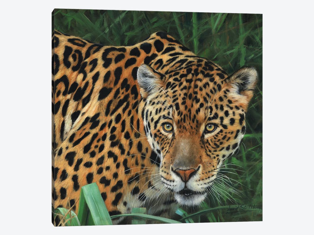 Jaguar Big Cat II by David Stribbling 1-piece Canvas Print