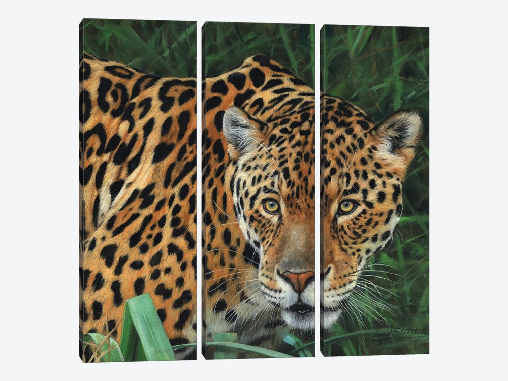 Jaguar Big Cat II by David Stribbling 3-piece Canvas Art Print