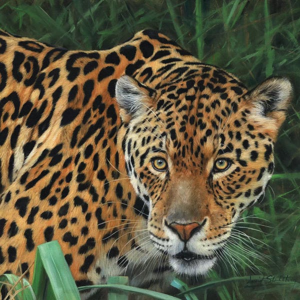 Jaguars: Jaguar Big Cat II by David Stribbling