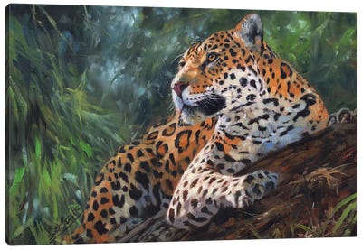 Jaguar In Tree Canvas Art Print - David Stribbling