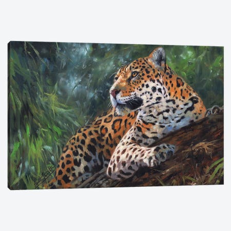 Jaguar In Tree Canvas Print #STG49} by David Stribbling Canvas Wall Art