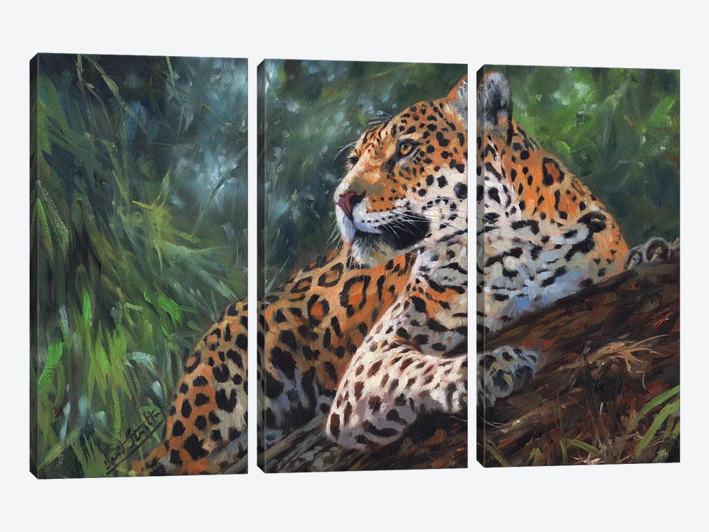 Jaguar In Tree by David Stribbling 3-piece Canvas Wall Art