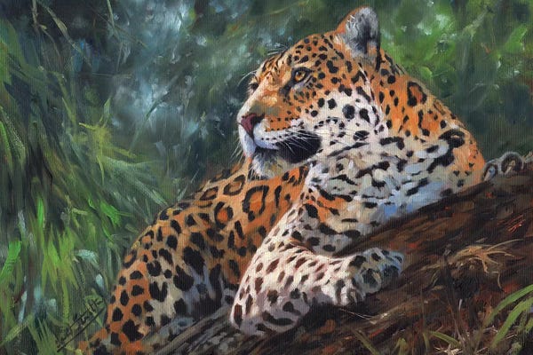 Jaguars: Jaguar In Tree by David Stribbling