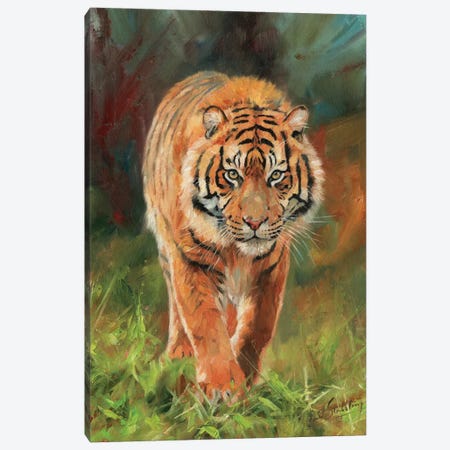 Amur Tiger Canvas Print #STG4} by David Stribbling Canvas Art