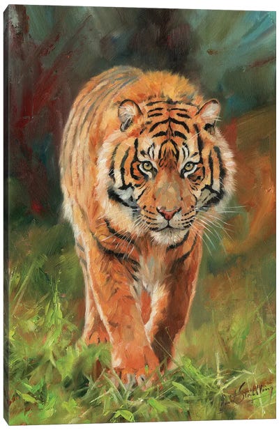 Amur Tiger Canvas Art Print - David Stribbling