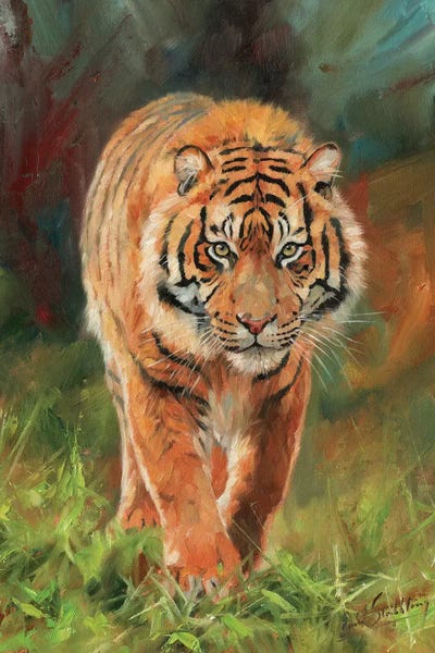 Tigers: Amur Tiger by David Stribbling