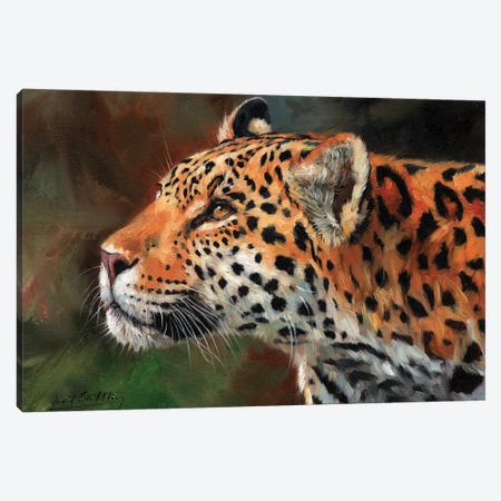 Jaguar Look Canvas Print #STG50} by David Stribbling Canvas Print