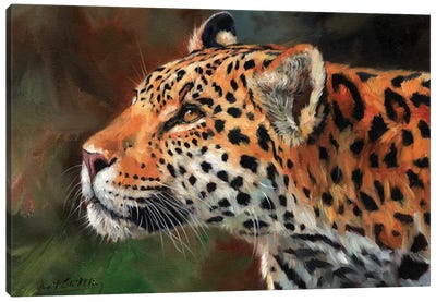 Jaguar Look Canvas Art Print - David Stribbling