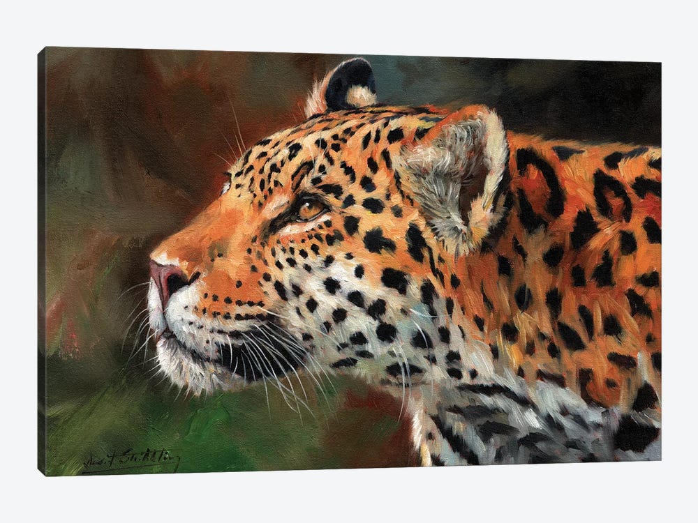 Jaguar Look by David Stribbling 1-piece Canvas Art