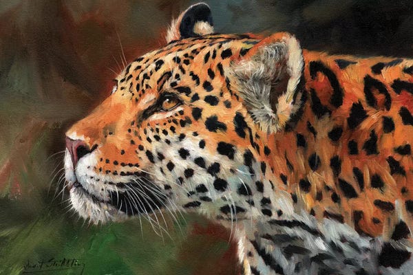 David Stribbling: Jaguar Look by David Stribbling