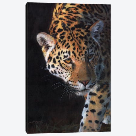 Jaguar Portrait Canvas Print #STG51} by David Stribbling Art Print