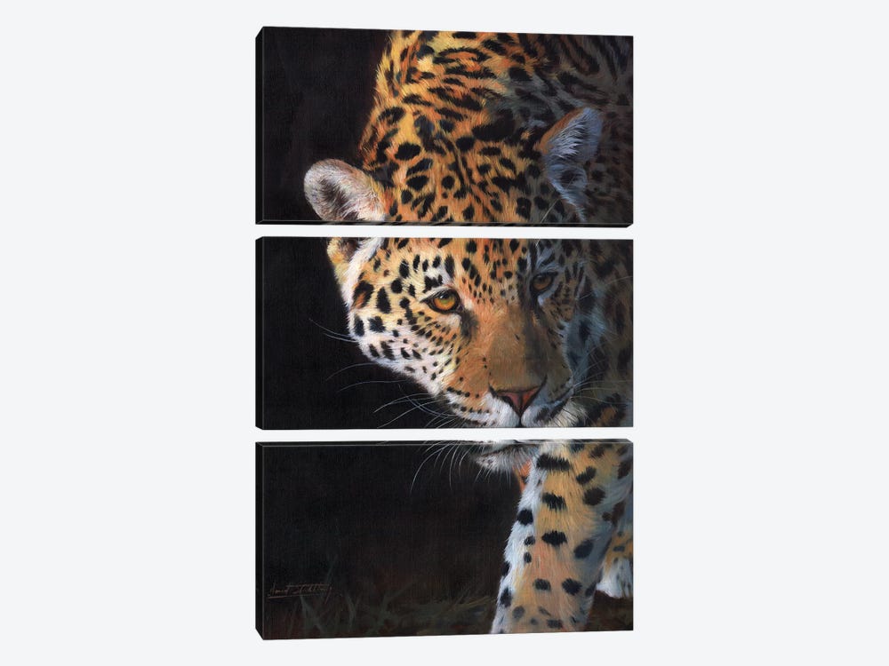 Jaguar Portrait by David Stribbling 3-piece Canvas Art Print