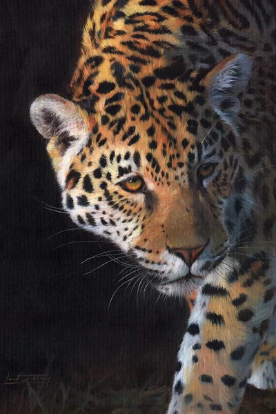 David Stribbling: Jaguar Portrait by David Stribbling