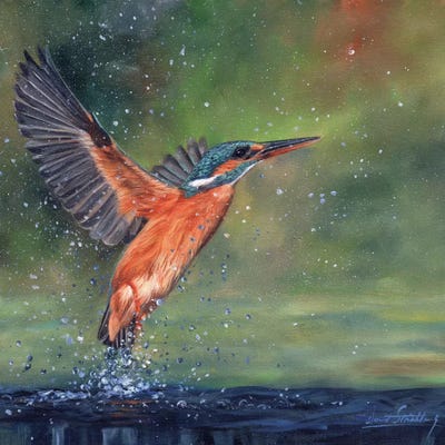 Kingfisher by David Stribbling metal wall art