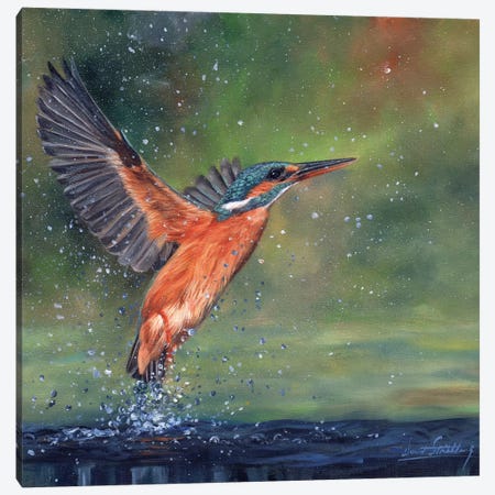 Kingfisher Canvas Print #STG52} by David Stribbling Art Print