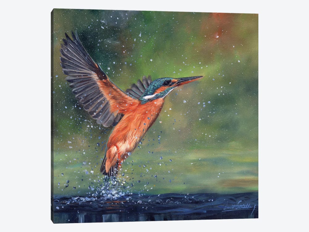 Kingfisher by David Stribbling 1-piece Canvas Wall Art