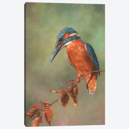 Kingfisher Perched Canvas Print #STG53} by David Stribbling Canvas Art Print