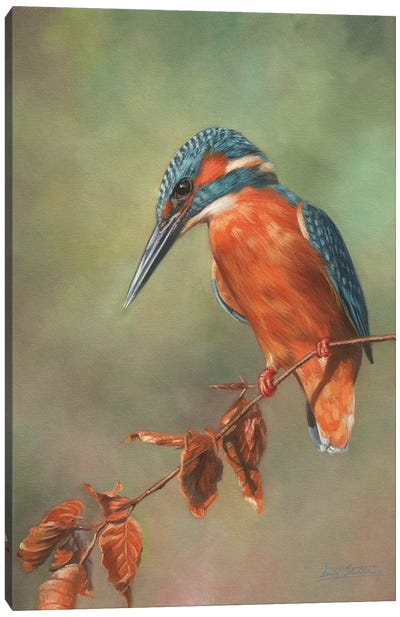 Kingfisher Perched Canvas Art Print - David Stribbling
