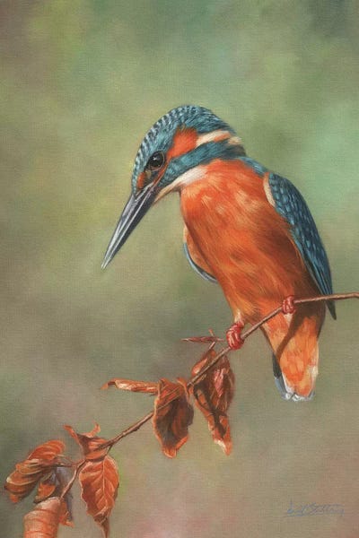 Kingfishers: Kingfisher Perched by David Stribbling