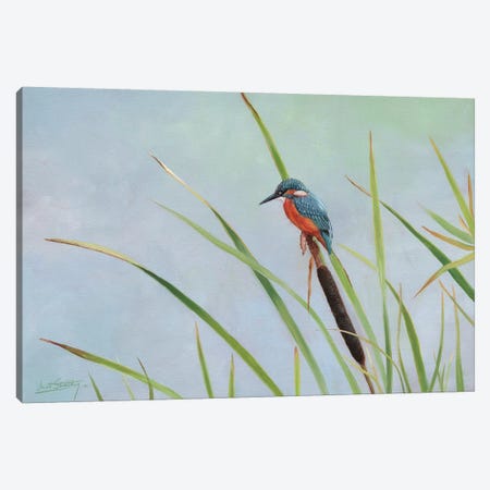 Kingfisher Perched Among The Reeds Canvas Print #STG54} by David Stribbling Canvas Art