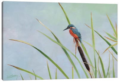 Kingfisher Perched Among The Reeds Canvas Art Print - David Stribbling