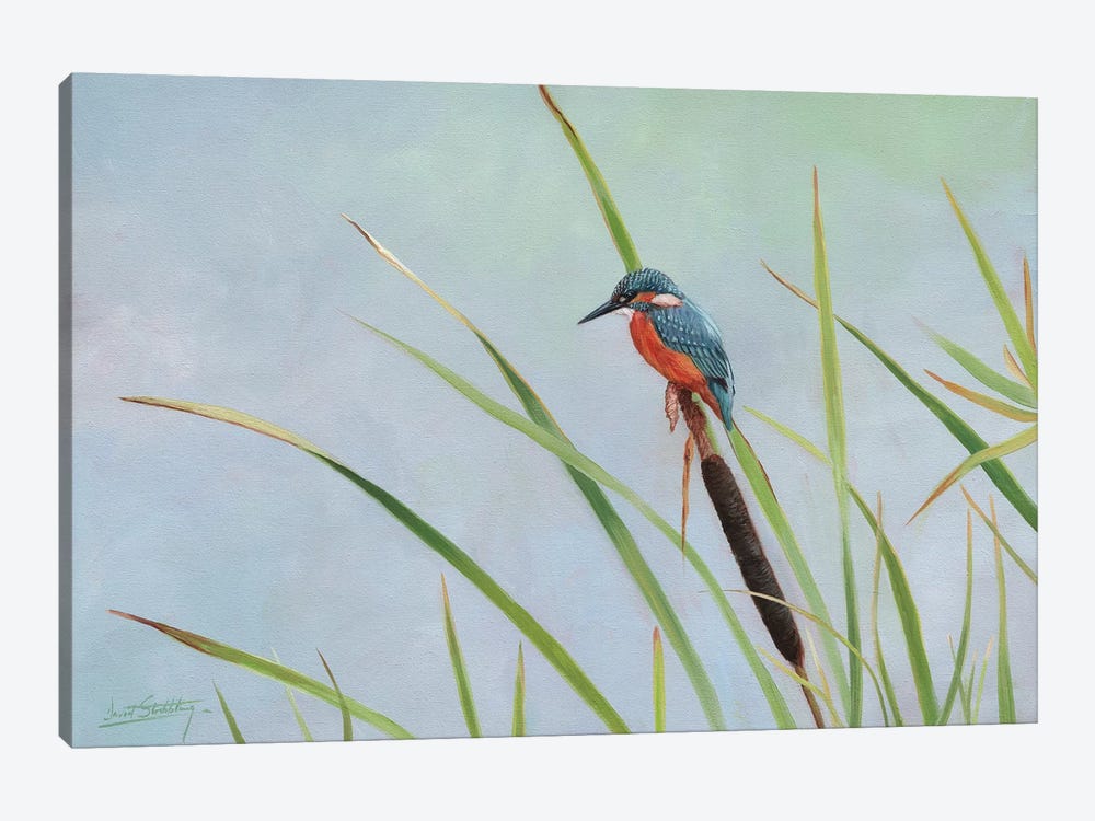 Kingfisher Perched Among The Reeds by David Stribbling 1-piece Canvas Wall Art