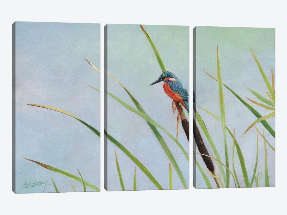 Kingfisher Perched Among The Reeds by David Stribbling 3-piece Canvas Artwork