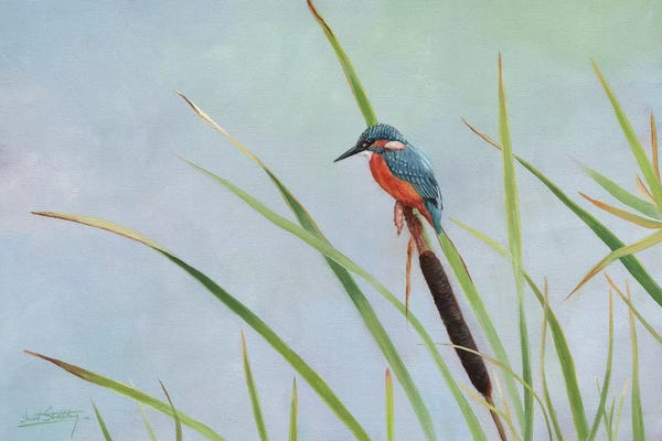 David Stribbling: Kingfisher Perched Among The Reeds by David Stribbling