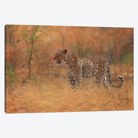 Leopard In Forest Canvas Print #STG55} by David Stribbling Canvas Wall Art