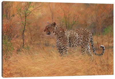 Leopard In Forest Canvas Art Print - David Stribbling