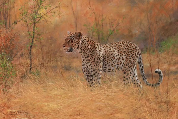 David Stribbling: Leopard In Forest by David Stribbling