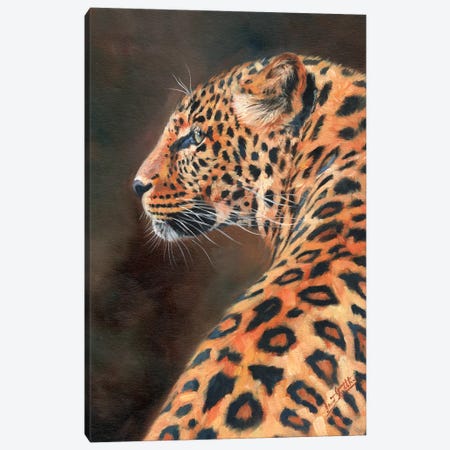 Leopard Profile Canvas Print #STG56} by David Stribbling Canvas Wall Art