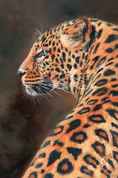 David Stribbling: Leopard Profile by David Stribbling