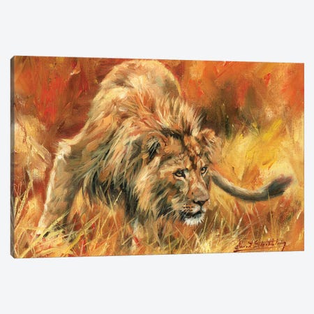 Lion Alert Canvas Print #STG57} by David Stribbling Canvas Wall Art