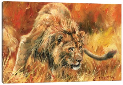 Lion Alert Canvas Art Print - David Stribbling